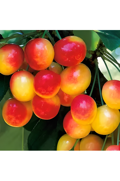 Спелые плоды черешни Фирузе крупным планом.